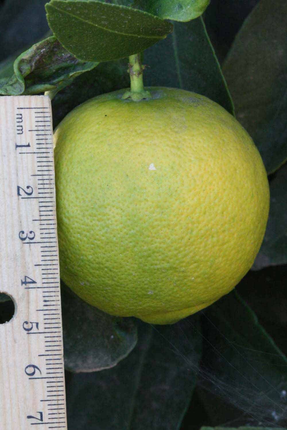            Fruit (Jullundri Khatti, Riverside, CA)   